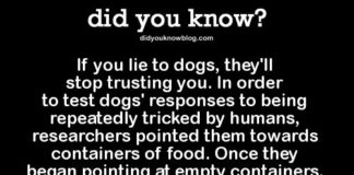 Psychology : If you lie to dogs, they’ll stop trusting you. In order to test dogs’ respon…