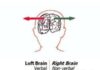 Psychology : left brain, right brain by judy