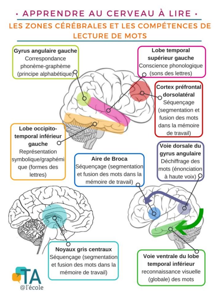 Science infographic - Apprendre au cerveau à lire : stratégies pour ...