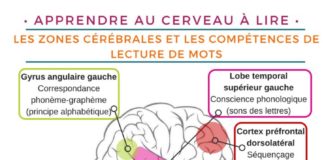 Science infographic – Apprendre au cerveau à lire : stratégies pour améliorer le décodage, la flui…