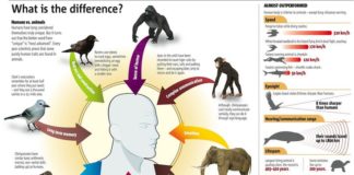 Science infographic – Are human beings truly unique from the rest of Earth's creatures. We may val…