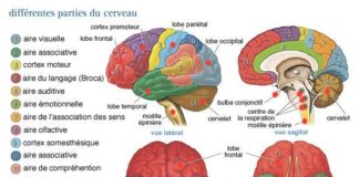 Science infographic – Educational infographic : InfoCancer – ARCAGY – GINECO – Localisations – Autres cancers – Tumeurs cérébrales – Symptômes & Diagnostic – En fonction de la localisation de la tumeur