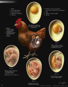 Science infographic - Eggs – is it natural and ethical to eat them ...