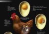 Science infographic – Eggs – is it natural and ethical to eat them?