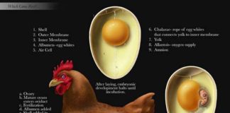 Science infographic – Eggs – is it natural and ethical to eat them?