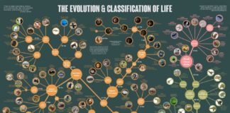 Science infographic – Evolution & Classification of Life