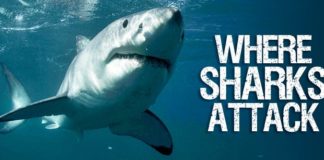 Science infographic – Infographic: Shark attacks