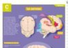 Science infographic – Le cerveau – Mon Quotidien, le seul site d'information quotidienne pour les …