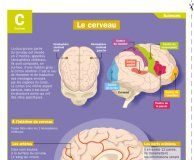 Science infographic – Le cerveau – Mon Quotidien, le seul site d'information quotidienne pour les …