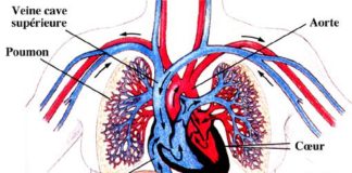 Science infographic – Les artères | Le Corps Humain