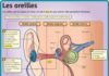 Science infographic – Les oreilles – Le Petit Quotidien, le seul site d'information quotidienne po…