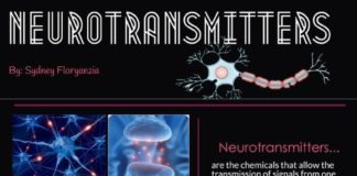 Science infographic – Neurotransmitters (Infographic)