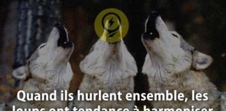 Science infographic – Quand ils hurlent ensemble, les loups ont tendance à harmoniser leurs cries plu…