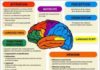 Science infographic – Schéma simplifié des grandes fonctions du cerveau