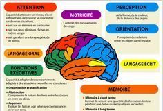 Science infographic – Schéma simplifié des grandes fonctions du cerveau