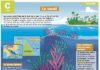 Science infographic – Science infographic – Le corail
