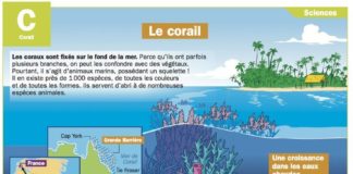 Science infographic – Science infographic – Le corail