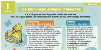 Science infographic – Science infographic – Mon Quotidien – Le seul site quotidien d’information pour les 10-14 ans !