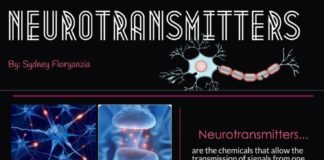 Science infographic – Science infographic – Science infographic – Neurotransmitters in the brain. Neuroscience. Brain chemicals – happy &…