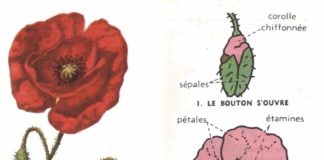 Science infographic – Science infographic – leçon de choses