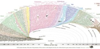Science infographic – Tree of Life – Evogeneao – – original source