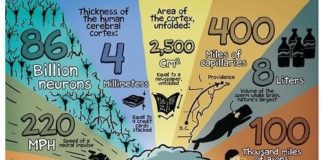 Science infographic – Your Brain by the Numbers