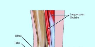 Science infographic – anatomie,ligaments,cheville,pied,tendon,fibulaire