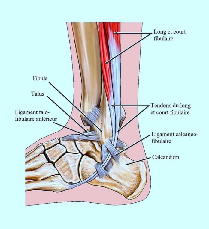 Science infographic - anatomie,ligaments,cheville,pied,tendon,fibulaire ...