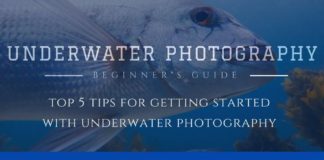 Travel infographic – Dive Photography: Beginner Underwater Photography Tips