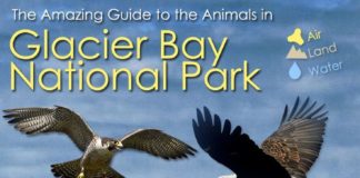 Travel infographic – Glacier Bay National Park Animals (Infographic)
