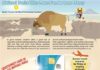 Travel infographic – Travel infographic – National Parks Infographics