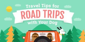 Travel infographic – Traveling with Dogs and Puppies: A Guide to Dog-Friendly Vacations