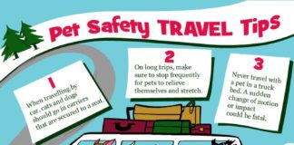 Travel infographic – » Pet Travel Safety Tips | Veterinarian and Animal Clinic in Newport Beach, Cal…