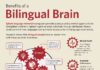 Educational infographic : Benefits of a Bilingual Brain Infographic
