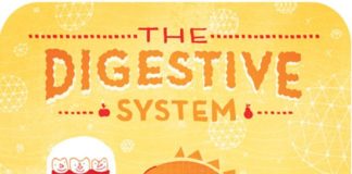 Educational infographic : Body Systems – L’anatomie expliquée en illustration