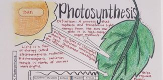 Educational infographic : Educational infographic : overachieving yields the best grades – studying
