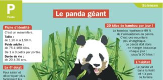 Educational infographic : Le panda géant