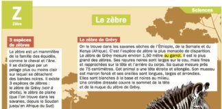 Educational infographic : Le zèbre