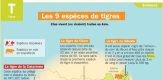 Educational infographic : Les 9 espèces de tigres