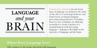 Educational infographic : Que se passe-t-il dans votre cerveau quand vous apprenez une langue ? [INFOGRAPH…