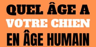 Educational infographic : Quel Âge a Votre Chien en Âge Humain ? Voici le Tableau de Correspondance Facile à Lire.