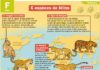 Educational infographic : Six espèces de félins