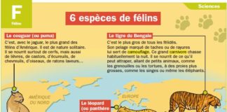 Educational infographic : Six espèces de félins