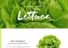 Food infographic – A PureWow Infographic: Guide to Lettuce