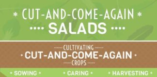 Food infographic – Cut and Come Again Crops