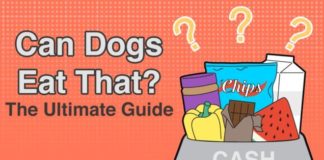 Food infographic – Food infographic – Human food for dogs: Can my dog eat that? We created this guide to help you beat…