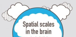 Food infographic – How Big Is The Brain? Here’s Some Perspective.