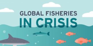 Food infographic – INFOGRAPHIC: Why our global fisheries are in crisis and how you can help…