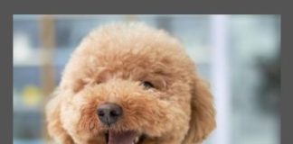 Food infographic – Ultimate List of Fruit Your Dog Can Eat