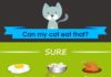 Food infographic – What do cats eat? Here are 40 human food that are safe, dangerous, and some in t…